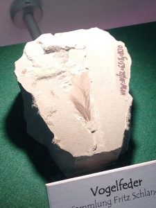 Fossile Vogelfeder – Heimat.Museum.Südniedersachsen