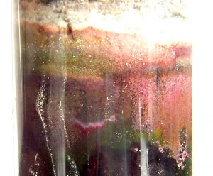 Schwefelpurpurbakterien in einer Winogradskysäule